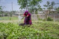 Senior Bangladeshi woman watering vegetables plant with in hands at Dhaka, Bangladesh.